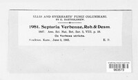 Septoria verbenae image